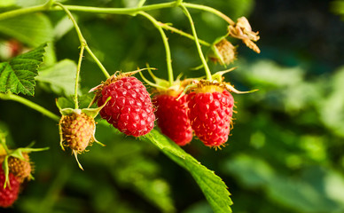 Close-up of ripe organic raspberry hanging on a branch in the fruit garden