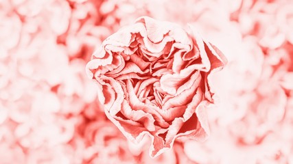 Coral color carnation flowers on a blurred flower background. 16:9