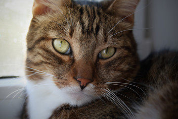 Portrait of a mackerel tabby cat on the windowsill