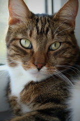 Portrait of a mackerel tabby cat on the windowsill