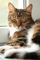 Portrait of a sleepy mackerel tabby cat on the windowsill