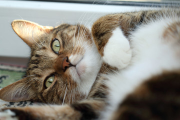 Portrait of a lazy mackerel tabby cat at morning