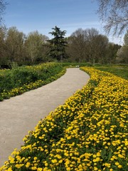 Fototapeta na wymiar yellow flower in a park