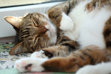 Sleeping mackerel tabby cat close-up