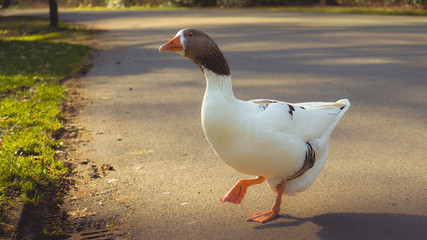 Goose walking in the park, Groningen - The Netherlands