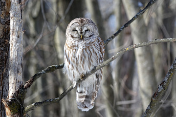 Barred Owl