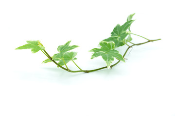 Efeu Efeublätter isoliert freigestellt auf weißen Hintergrund, Freisteller