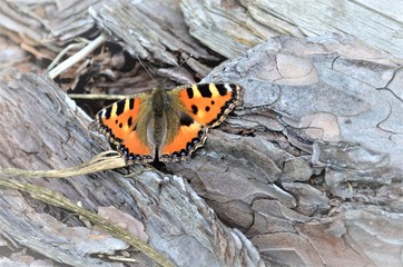 butterfly