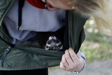 ferret in the jacket - hello mam