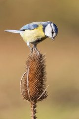 Ritratto di cinciarella su fiore di cardo (Cyanistes caeruleus)