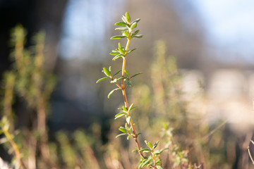 Small Plant With Bokeh