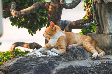 Cat in the oriental temple