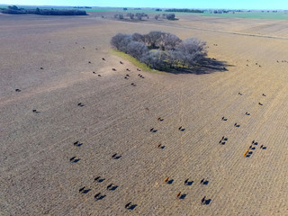 Steers fed with natural grass, Pampas, Argentina