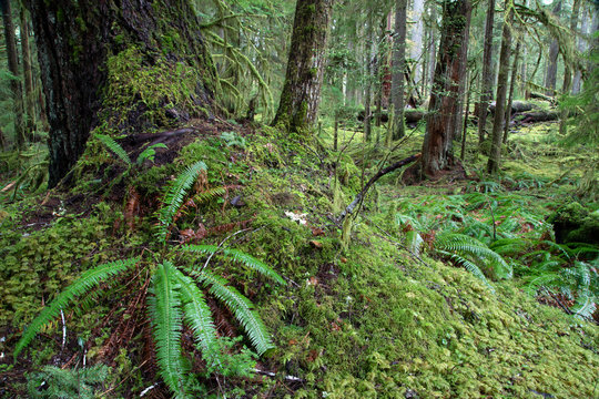 Olympic National Park, WA, USA. © Randy Klimek