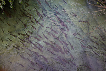 fish in waters of Plitvice lakes National  Park