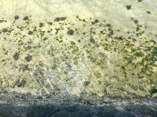 Algen im Wasser auf einem Strand auf Seychellen