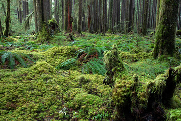 Olympic National Park, WA, USA. 