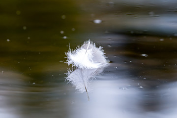 Eine Schwanenfeder im Wasser