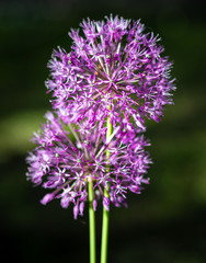 purple flower