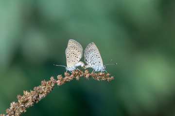 Lycaenidae / Karsandra / / Zizeeria karsandra