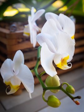 Orchid plant