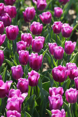 チューリップ　パープルフラッグ