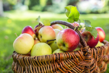 Apples in the basket