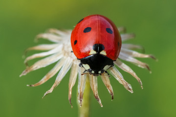 ladybug 20