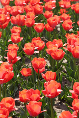 チューリップ　オレンジバンアイク