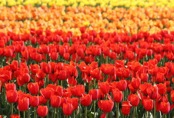 チューリップ　ワールドファイヤー