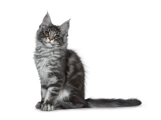 Smiling blue silver Maine Coon cat kitten, sitting straight up. Looking friendly with brown eyes to lens. Isolated on white background. Tail behind body.