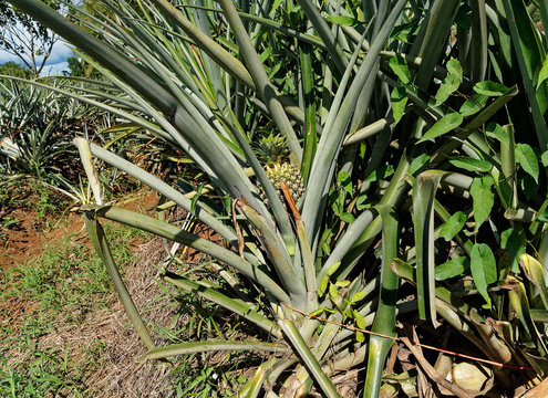 Pineapple plantations in Costa Rica, fruit agriculture in Central America