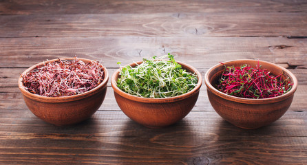 Micro greens sprouts of amaranth, mustard and beet in ceramic bowls