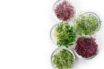 Micro greens sprouts of radish, amaranth, mustard, beetroot and onion on white background with copy space