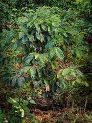 Costa Rica Coffea plantations. Coffea is a genus of flowering plants in the family Rubiaceae.