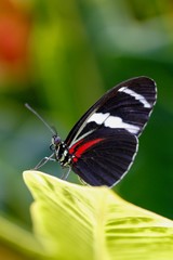 Obraz na płótnie Canvas Sara Longwing Butterfly