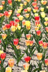 チューリップ　クィト