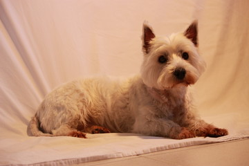 westies 