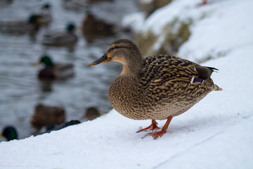duck in snow