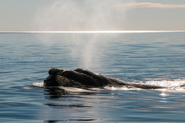 Obraz premium Whale breathing, Peninsula Valdes,, Patagonia, Argentina