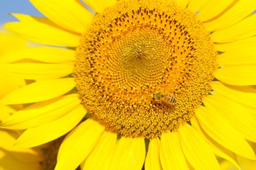 ヒマワリとミツバチ