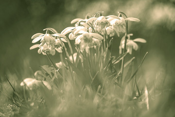 Märzenbecher in der Wiese, monochrom