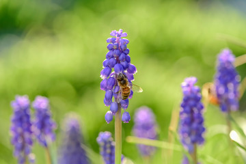 Bee on flowers in spring