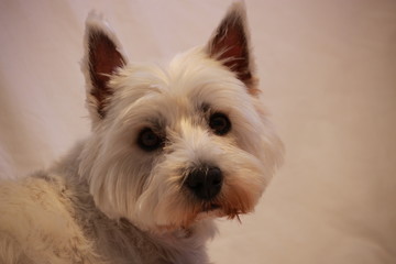 westie