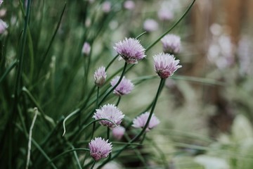 lavender in a garden