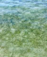 verschiedene eukaryotische Lebewesen angewendet, die im Wasser leben und Photosynthese betreiben. Dazu gehören auch zahlreiche photosynthetische Protisten. Algen stellen keine monophyletische Verwandt