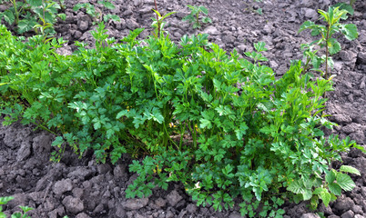 In the open ground parsley grows