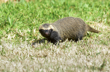 Little grison,Pampas, Patagonia, Argentina