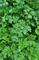 In the open ground parsley grows