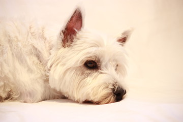 westie